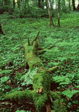 Support For Tree Branches