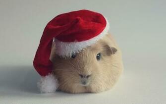 Hamster Computer Wallpaper Desktop Background