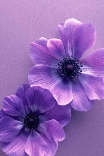 Purple Flower Wallpaper iPhone Gallery