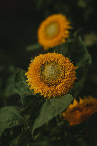 Sunflower Aesthetic iPhone Wallpaper