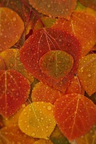 Fall Leaves iPhone Wallpaper Retina Quoteko