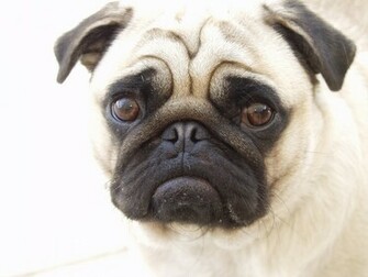 This Funny Pug Puppies Wallpaper Is Uploaded At Tuesday September