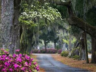 Pink Flowers Nature Road HD Wallpaper