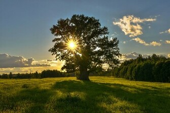 Tamme Lauri Oak The Oldest Tree In Estonia Is