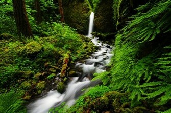 Most Popular Computer Wallpaper