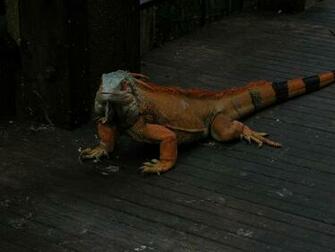 Iguana Wallpaper Pets Cute And Docile