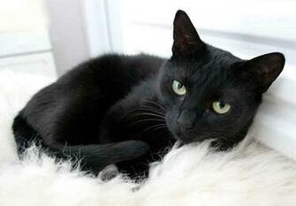 Out These Cute Black Cats My Kitten Cutest Pictures