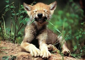 Baby Wolf Wallpaper