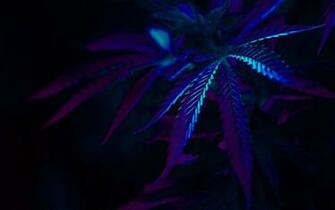 Marijuana Wallpaper Hq