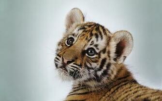 Cute Tiger Cub Wallpaper HD