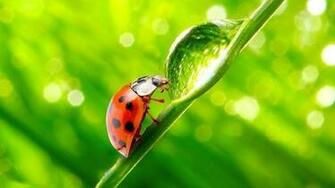 Ladybug HD Wallpaper Screenshot