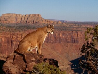 Animals Lion Wallpaper Cheetah Tiger