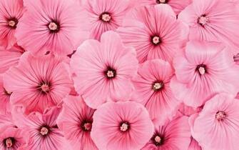 Wallpaper Pink Flowers