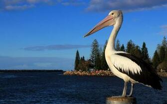 Animal Pelican Wallpaper