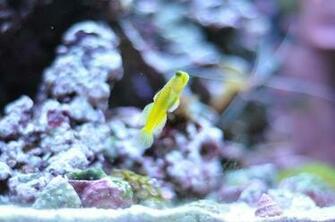 Watchman Goby Wallpaper High Quality