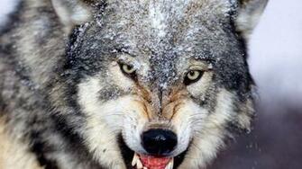 Wolf HD Wallpaper 1080p Desktop Background