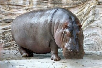 Hippopotamus Hippo Wallpaper