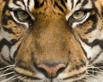 Tiger Face Wallpaper
