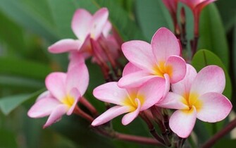 Beautiful Flower Wallpaper All