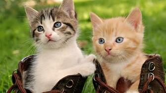 Cute Cats Wallpaper HD Full