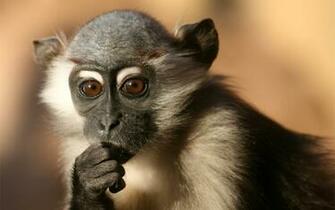 Baby Monkey Desktop Wallpaper Pre Wallcaper Net