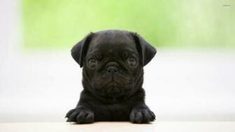 Adorable Black Pug Wallpaper Animal