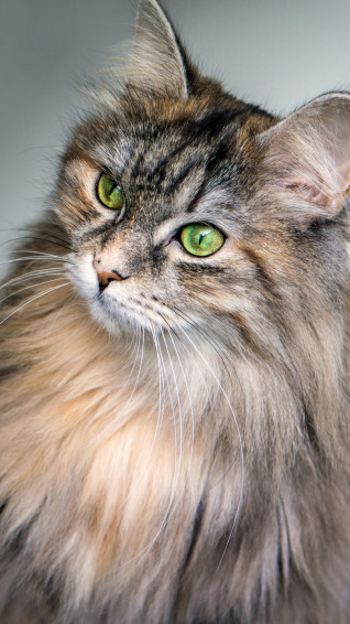 Maine Coon Portrait iPhone Wallpaper Idrop News