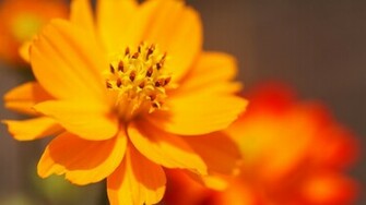 Cool Flower Wallpaper Desktop Background