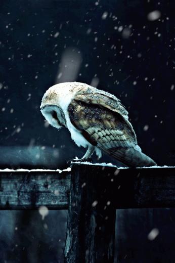 Make Gif Image Into Live Wallpaper On Your Android Device