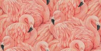Flamingos Wallpaper