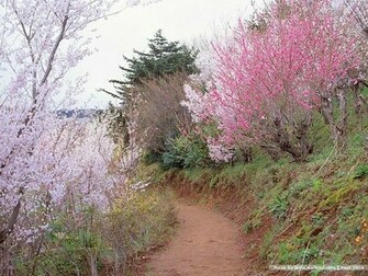 Spring Scene Wallpaper Trees Flowers12