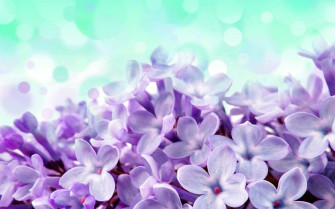 Hyacinth Wallpaper Desktop