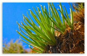 Aloe Vera Wallpaper