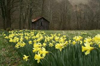 High Defination Wallpaper World Wild Flowers
