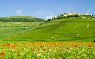 Flowers Wallpaper Flower Field