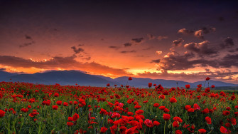 Wallpaper Poppy Farm Sunset Landscape Nature