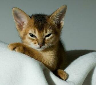 Pretty Sleepy Kittens Wallpaper