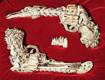 Beautiful Bone Pistols HD Wallpaperfunees