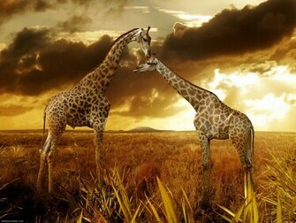 Schaue Dir Den Hintergrundbild Giraffe In Der Gr E Von