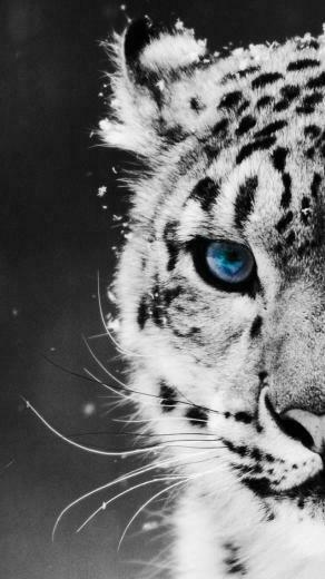 Tiger Wallpaper For iPhone More