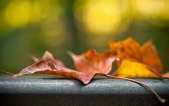 Fallen Leaves Wallpaper HD Window Top Rated