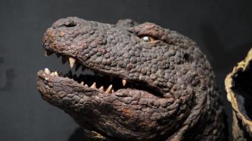 Original Godzillasaurus Head Godzilla