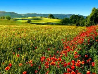 Summer Field Wallpaper
