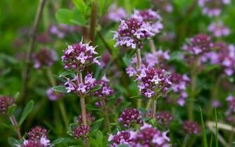 Purple Wildflowers Wallpaper