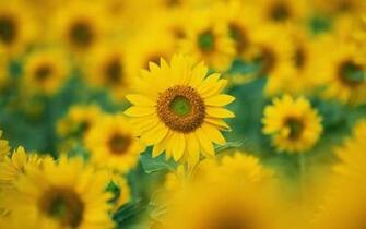 Sunflowers Desktop Background Photos