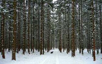 Winter Wood Wallpaper