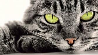 Wallpaper Gray Cat 1080p HD Upload At December