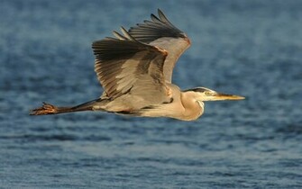 Wallpaper Great Blue Heron Bird