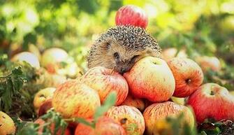 Hedgehog Wallpaper Resolution