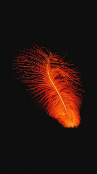A Black With An Orange Feather Wallpaper
